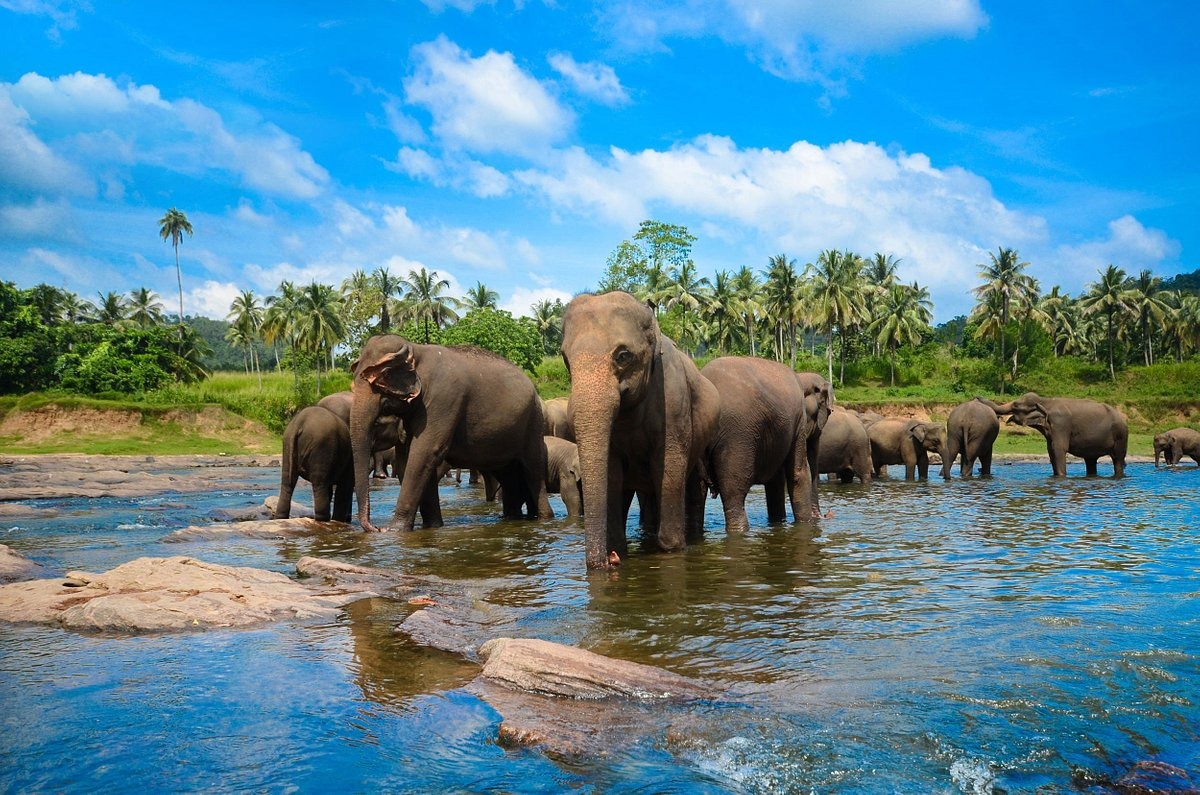 Day 01: Colombo Airport- Pinnwala Elphant- Dambulla